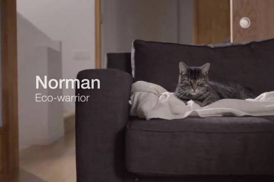 Котката Норман, която ще спаси света