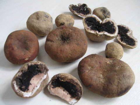 Заразени с трюфели лешникови фиданки слагат начало на печеливш бизнес