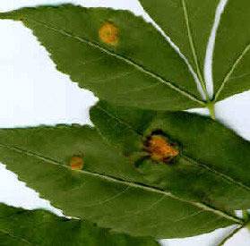 Да предпазим черешите от бяла ръжда