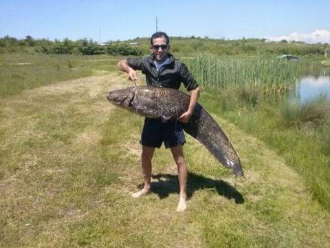 Двуметров сом извади рибар-рекордьор