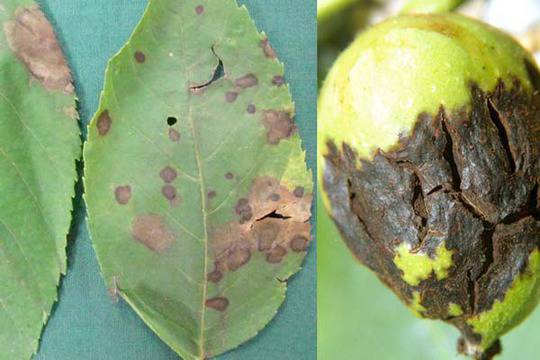 Антракноза по ореха