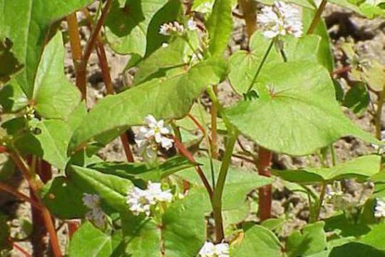 Лек за стомаха, панкреаса и кръвоносните съдове