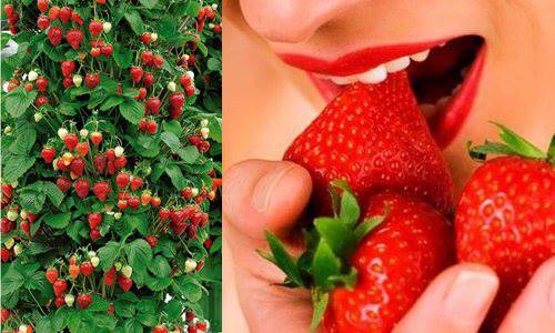 Гигантски пълзящи ягоди – ароматни, сочни! 10 или 20 броя, 5 месеца годишно от балкона или двора си. Вкусни десерти и свежи…