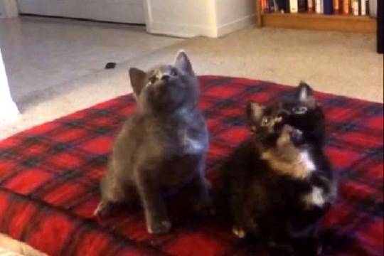 Танцуващи котета