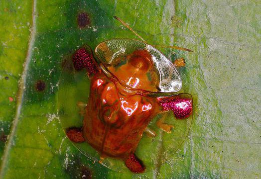 8 от най-необичайните животни на Земята