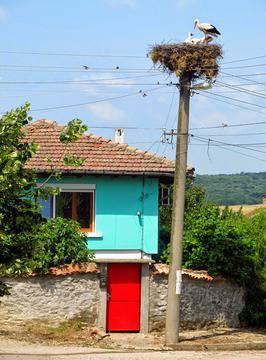 Туризъм и пътуване: Щъркелово гнездо в село Момин сбор, община Велико Търново