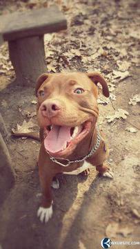 Любимо животинче – конкурс – участник 117