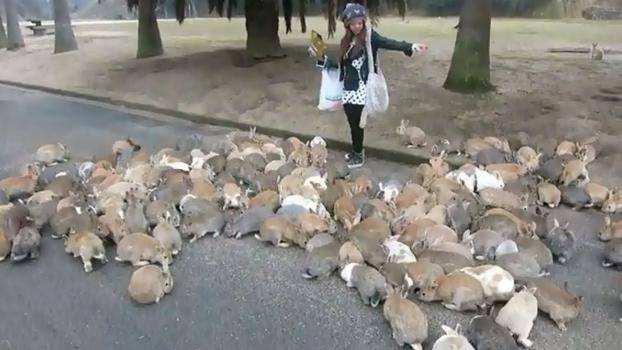 Японската господарка на зайците (видео)