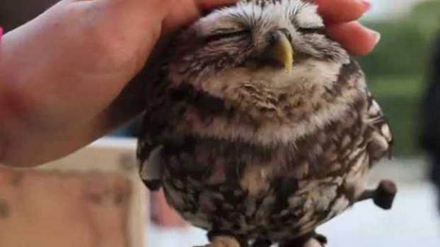 Най-сладките совички на света