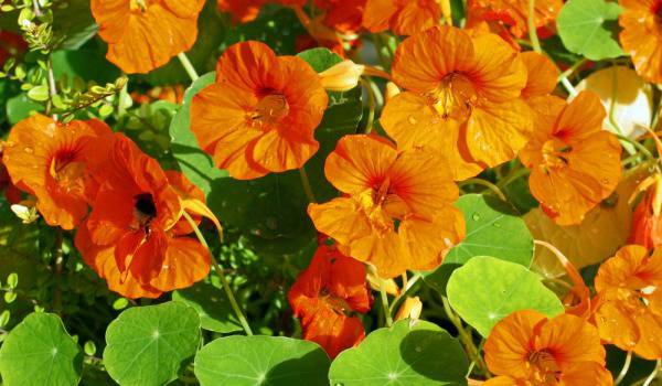 За всяка болка и билка