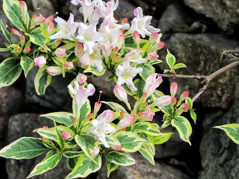 Вайгела (Weigela)