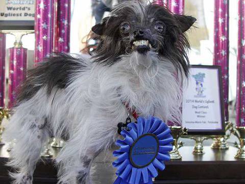 Най-грозното куче в света е… (Снимки)