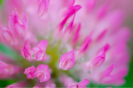 Три билки за лечение на киста на яйчника