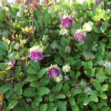 Катерлива кобея