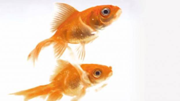 Тези две риби ще променят целия ви живот