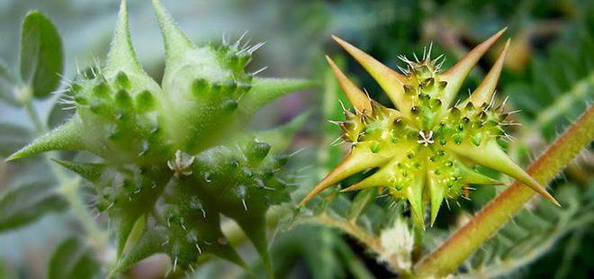 Трибулус Терестрис-Tribulus Terrestris