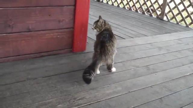 Котка тича като игриво конче…