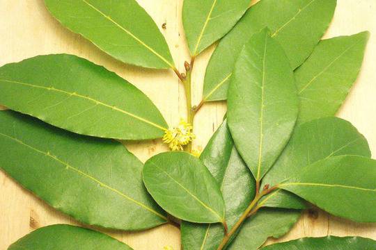 Основно пречистване на организма с дафинов лист