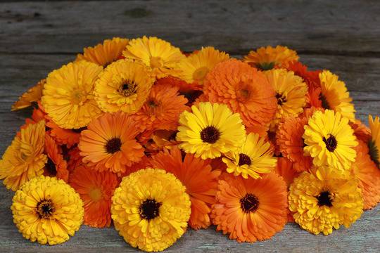 Мехлем от невен за разширени вени, при рани и против гъбички