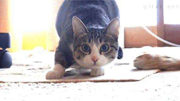 Когато котето се готви да скочи