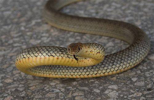 Отново нашествие на опасни змии у нас! Вече има и ухапан човек!