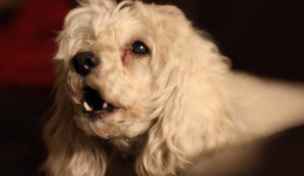 Как да научите кучето да спре да лае непрекъснато