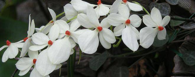 Съвети за отглеждане на орхидея