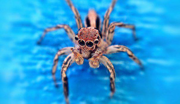 Факти за животните, които ще ви впечатлят