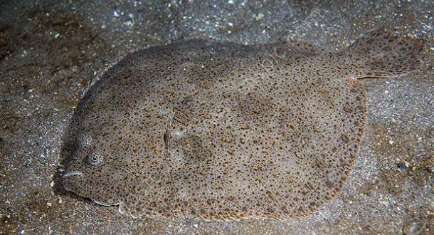 Няма риба в Черно море