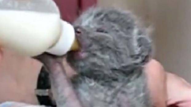 Най-забавните и сладки клипчета с котки