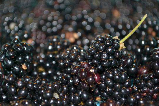 Летни диетични съвети