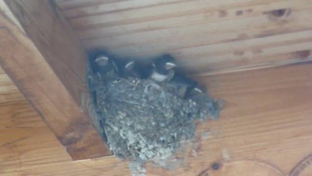 Бебчета Лястовички