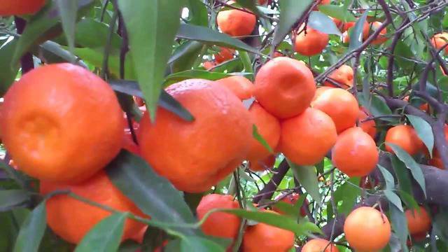 РАБОТА ЮЖНА ИТАЛИЯ