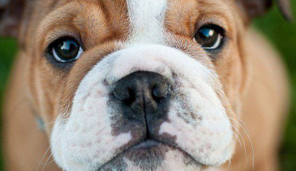 Топ 10 породи кучета, подходящи за деца