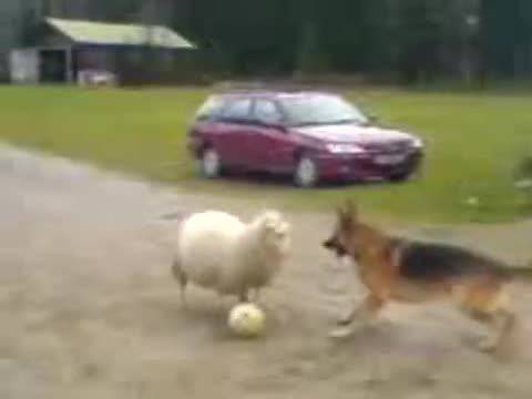 Овца напада куче – прави се на футболен вратар