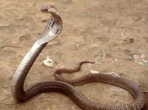 Змии, скорпиони и тарантули вместо кучета пазят къщите!