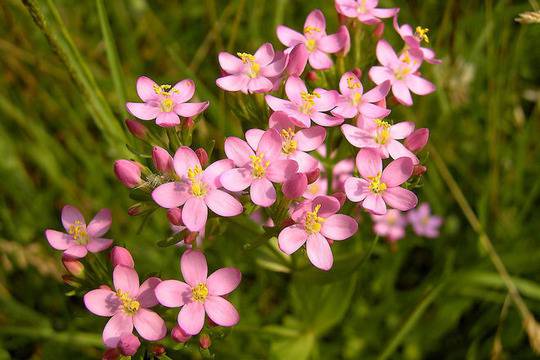 Червен кантарион подобрява зрението и подпомага за бързото зарастване на рани