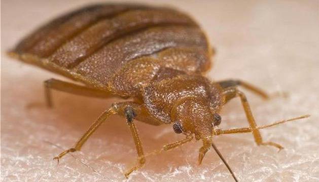 Истински ужас! Бум на кръвожадни дървеници и бълхи в Пловдив!