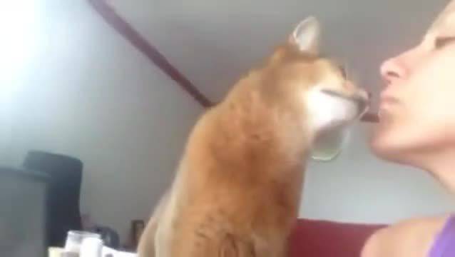 Коте иска целувка от момиче….