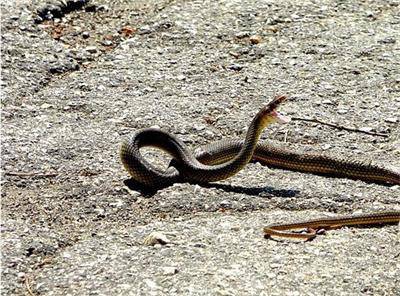 Змия падна от небето върху мъж на плажа