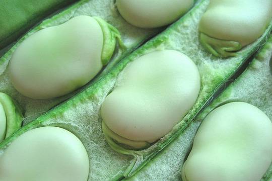 Непознатите лечебни свойства на баклата