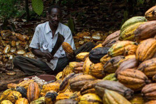 Фермери, произвеждащи какао, за пръв път опитват шоколад