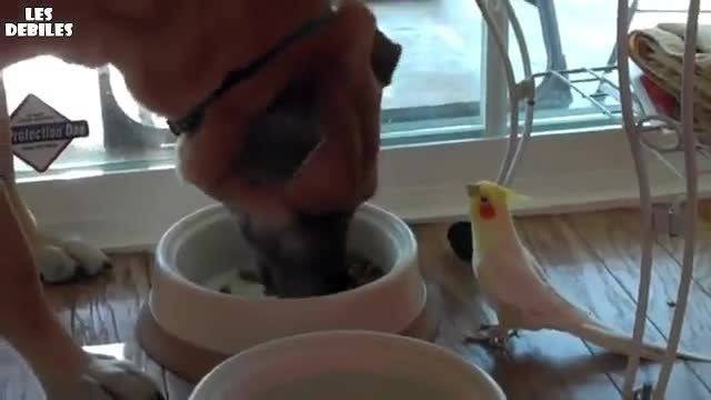 Папагал подсвирква на куче – и той иска да яде