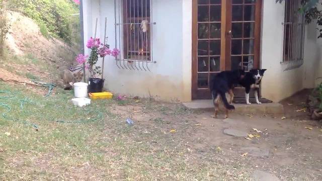 Промъкващо се лъвче изкарва акъла на куче – смях