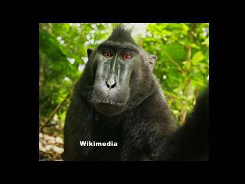 Как и Маймуна си направи Селфи