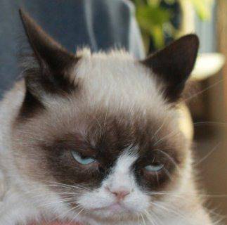 21 факта за Grumpy Cat, които ще много ще ви изненадат