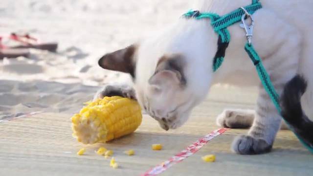 Ето как котка яде царевица