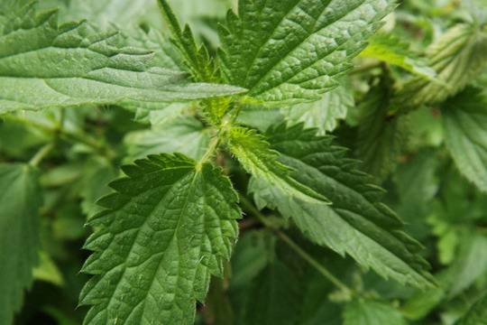 Отвара от коприва срещу болестта на Хашимото