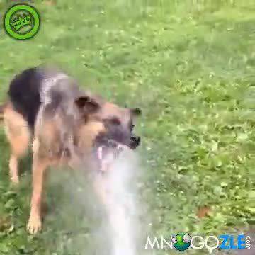 Немска овчарка се бори с маркуч