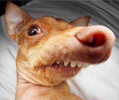 Запознайте се с Туна – новата интернет сензация